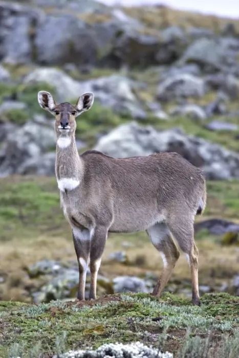Framed Print : Mountain Nyala - female. Bale Mountains - Ethiopia. 4000 m- 4300 m Framed Print : Mountain Nyala - female. Bale Mountains - Ethiopia. 4000 m- 4300 m