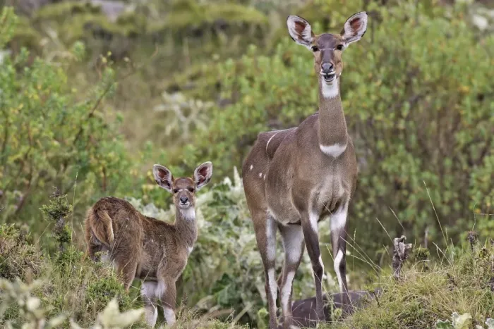 Framed Print : Mountain Nyala - female & young. Bale Mountains - Ethiopia. 4000 m- 4300 m Framed Print : Mountain Nyala - female & young. Bale Mountains - Ethiopia. 4000 m- 4300 m