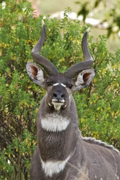 Framed Print : Mountain Nyala - male. Bale Mountains - Ethiopia. 4000 m- 4300 m