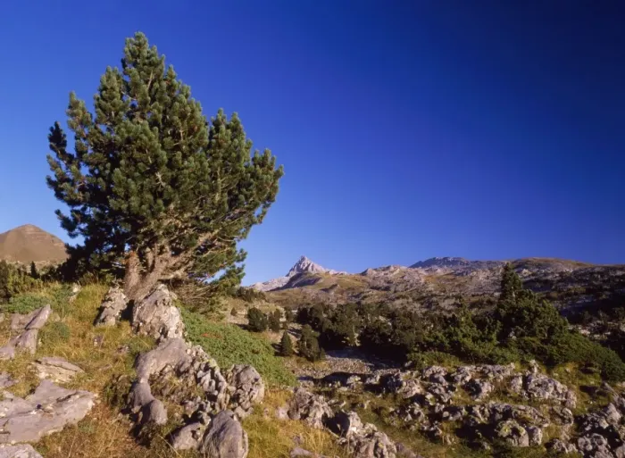 Framed Print : Mountain Pine - tree form of Pinus mugo Col De St. Pyrenees Framed Print : Mountain Pine - tree form of Pinus mugo Col De St. Pyrenees