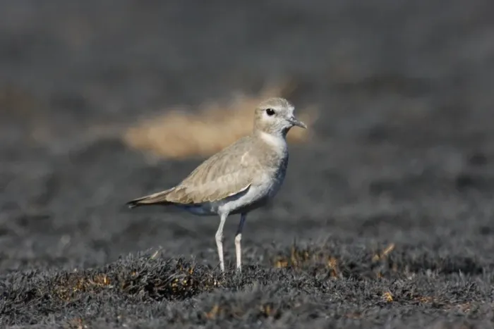 Framed Print : Mountain Plover