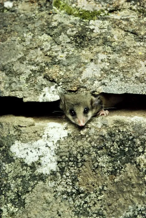 Framed Print : Mountain Pygmy-Possum - Peaking through crevice in rock - Kosciuszko National Park - New South Wales - Australia JPF02736
