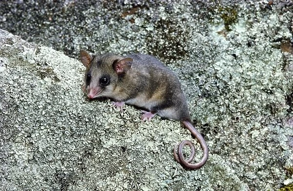 Mountain Pygmy-Possum - On rock - Kosciuszko National Park - New South Wales - Australia JPF02767