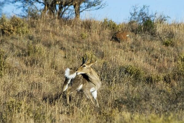 Mountain Reedbuck - male grooming. Mountain Zebra National Park, Eastern Cape, South Africa