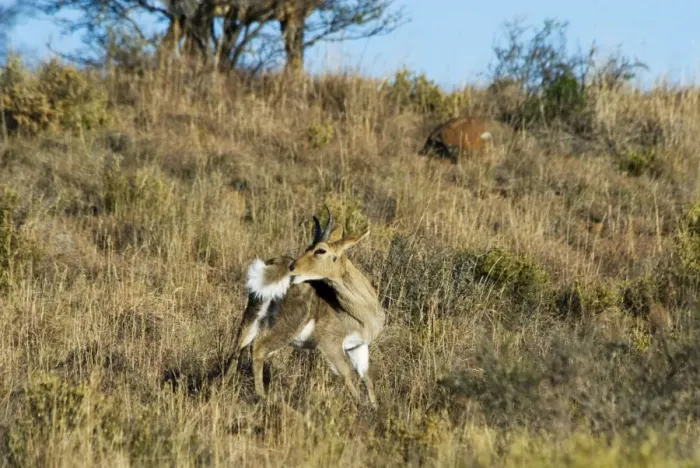 Framed Print : Mountain Reedbuck - male grooming. Mountain Zebra National Park, Eastern Cape, South Africa Framed Print : Mountain Reedbuck - male grooming. Mountain Zebra National Park, Eastern Cape, South Africa