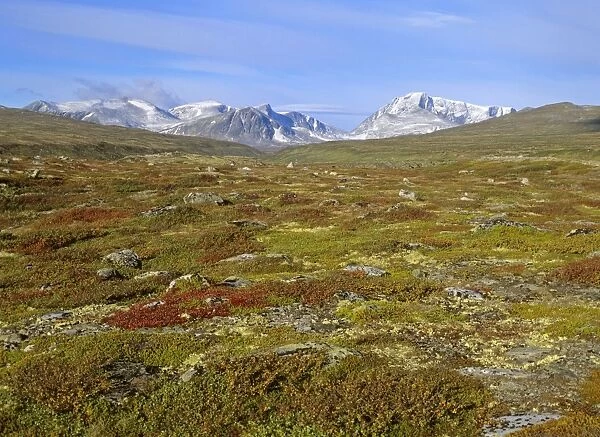 Mountain scenery colourful autumn tundra with snow-covered mountain called Snohetta Dovrefjell National Park, Norway