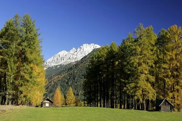 Mountain scenery fall coloured larches and mountains Mieminger Plateau, Alps, Austria