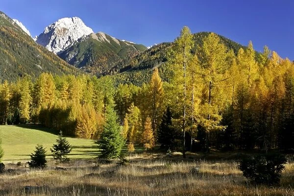 Mountain scenery fall coloured larches and mountains Mieminger Plateau, Alps, Austria