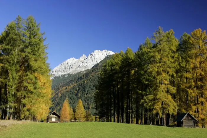 Framed Print : Mountain scenery fall coloured larches and mountains Mieminger Plateau, Alps, Austria Framed Print : Mountain scenery fall coloured larches and mountains Mieminger Plateau, Alps, Austria