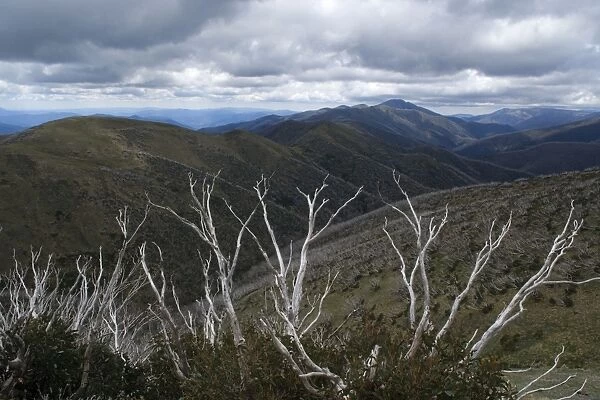 Mountain scenery - windswept and by wildfires damaged snow gums and mountain ranges around Mt. Hotham Alpine Resort - Alpine National Park, Victoria, Australia