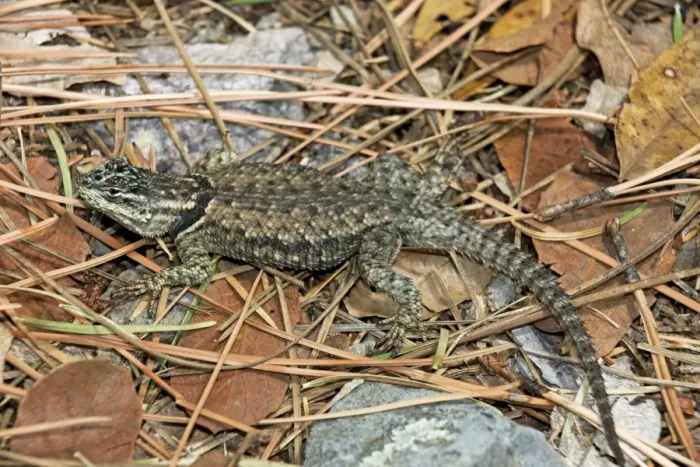 Framed Print : Mountain Spiny Lizard (Sceloporus jarrovi) - Arizona - USA - On log burned by forest fire - Recolonizing - Found in Baboquivari-Santa Rita-Dragoon-Huachuca-Chiricahua and Pinaleno (Graham) Framed Print : Mountain Spiny Lizard (Sceloporus jarrovi) - Arizona - USA - On log burned by forest fire - Recolonizing - Found in Baboquivari-Santa Rita-Dragoon-Huachuca-Chiricahua and Pinaleno (Graham)