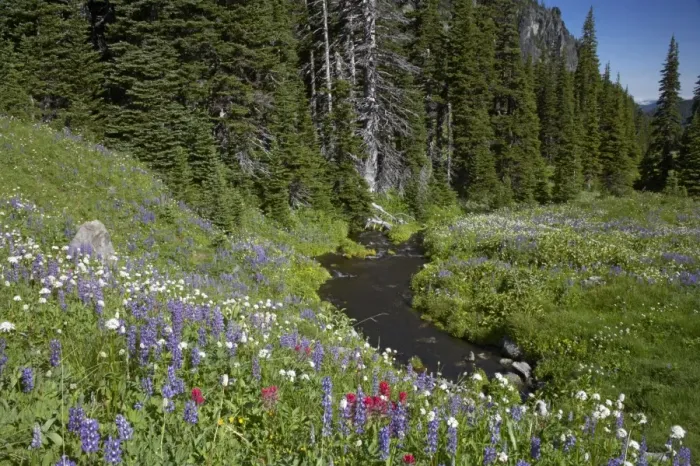 Framed Print : Mountain Stream running through flower filled subalpine meadows Berkeley Park, Mount Rainier National Park, Washington State, USA PL000439 Framed Print : Mountain Stream running through flower filled subalpine meadows Berkeley Park, Mount Rainier National Park, Washington State, USA PL000439