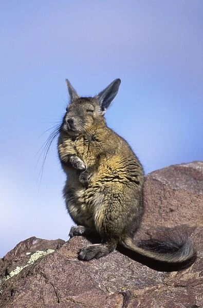 Mountain Viscacha Range: Altiplano (Highlands) of Southern Peru, Bolivia, Chile and Argentina Photographed at 4000 m elevation in northern Chile DH439