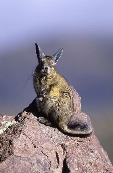 Mountain Viscacha Range: Altiplano (Highlands) of Southern Peru, Bolivia, Chile and Argentina Photographed at 4000 m elevation in northern Chile