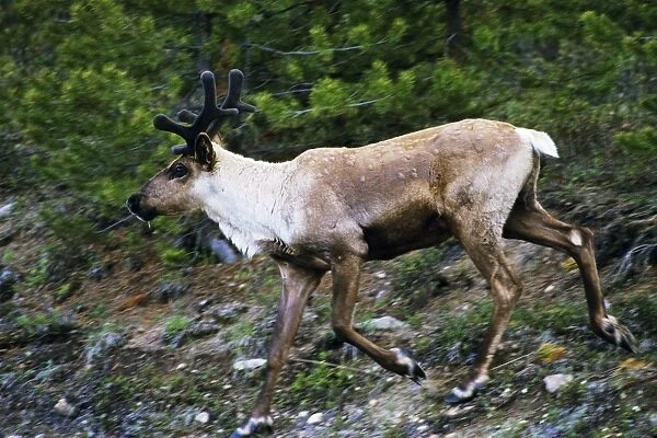 Mountain  /  Woodland Caribou  /  Reindeer - bull Jasper National Park, North America. June. MJ123
