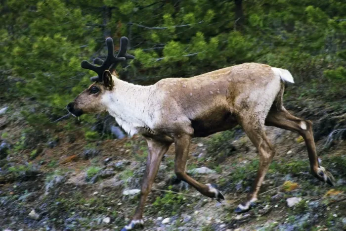 Framed Print : Mountain / Woodland Caribou / Reindeer - bull Jasper National Park, North America. June. MJ123 Framed Print : Mountain / Woodland Caribou / Reindeer - bull Jasper National Park, North America. June. MJ123