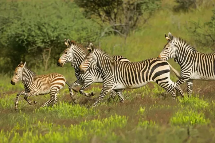 Framed Print : Mountain Zebra herd with foal galloping through savanna Namibia, Africa Framed Print : Mountain Zebra herd with foal galloping through savanna Namibia, Africa