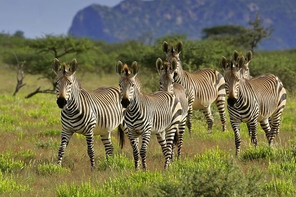 Mountain Zebra herd in savanna Namibia, Africa