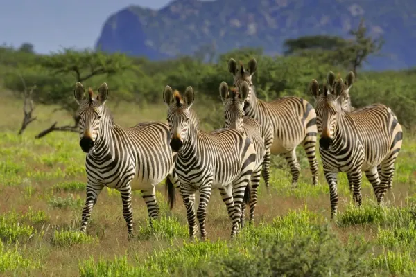 マ*ク様 XG Premium Framed Print M ヒナタ　パネル Mountain Zebra Herd Print - Namibia, Africa. Art Prints, Posters