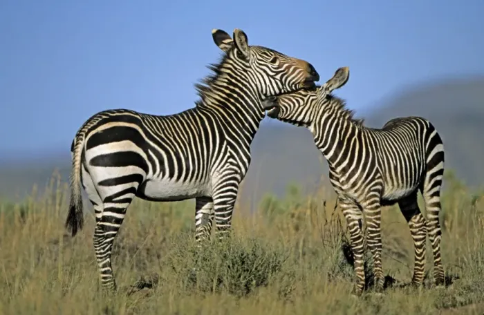 Framed Print : Mountain Zebras - Mother and baby - South Africa - IUCN Endangered Framed Print : Mountain Zebras - Mother and baby - South Africa - IUCN Endangered