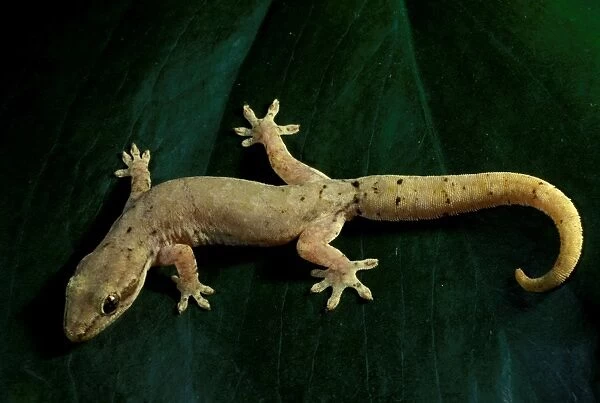 Mourning  /  Common smooth-scaled gecko