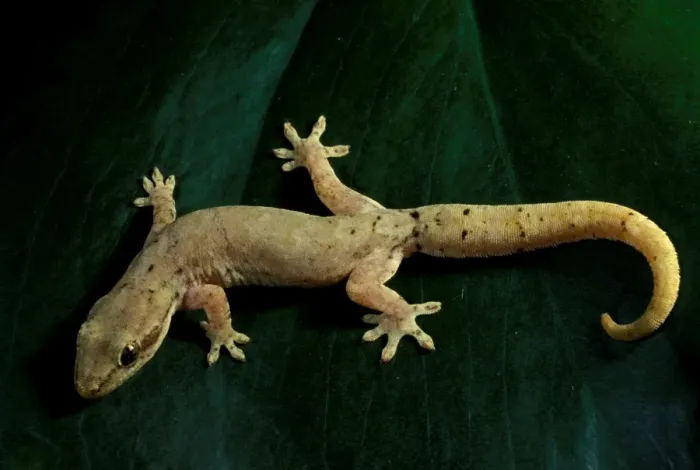 Framed Print : Mourning  /  Common smooth-scaled gecko