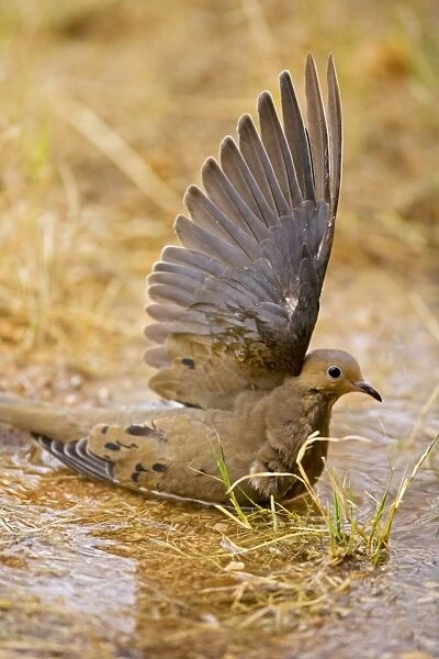 Mourning Dove - Bathing in temporary pool - The common wild dove - Eats seed-waste grain - fruits-insects - Plump fast-flying birds with small heads and low-cooing voices - Nods their heads as they walk. Sonoran desert Arizona USA