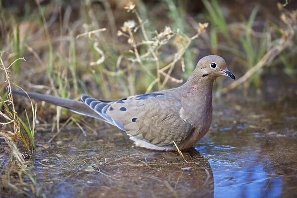 Mourning Dove - Bathing in temporary pool - The common wild dove - Eats seed-waste grain - fruits-insects - Plump fast-flying birds with small heads and low-cooing voices - Nods their heads as they walk. Sonoran desert Arizona USA