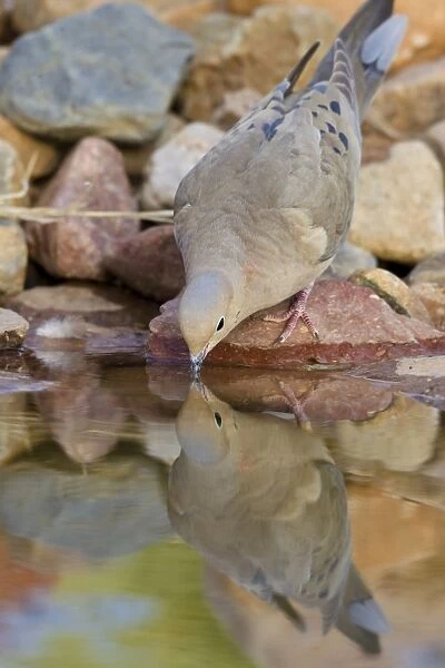 Mourning Dove - drinking from a backyard pond - Southeast Arizona in March - USA