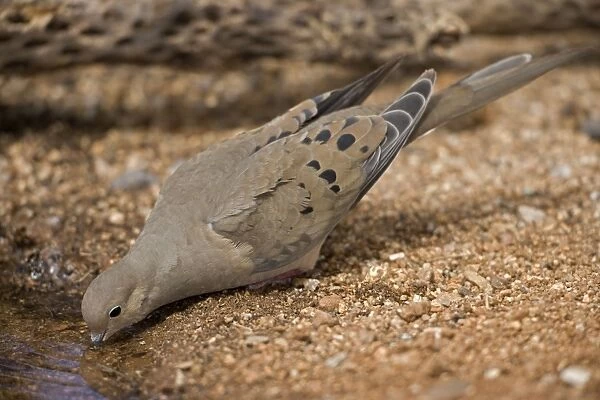 Mourning Dove - Drinking from pool - Sonoran Desert - Arizona - The common wild dove in North America - Eats seed-waste grain - fruits-insects - Plump fast-flying birds with small heads and low-cooing voices - Nods their heads as they walk