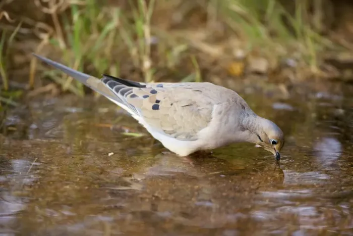 Framed Print : Mourning Dove - Drinking from temporary pool - The common wild dove in North America - Eats seed-waste grain - fruits-insects - Plump fast-flying birds with small heads Framed Print : Mourning Dove - Drinking from temporary pool - The common wild dove in North America - Eats seed-waste grain - fruits-insects - Plump fast-flying birds with small heads