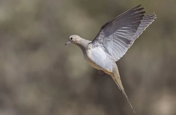 Mourning Dove - in flight - Southeast Arizona in March - USA