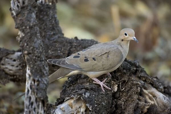 Mourning Dove - On nest in Saguaro Cactus - The common wild dove - Eats seed-waste grain - fruits-insects - Plump fast-flying birds with small heads and low-cooing voices - Nods their heads as they walk. Arizona, USA