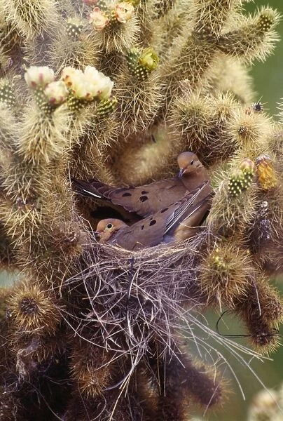 Mourning Dove - pair in nest Sonoran Desert, Arizona, USA