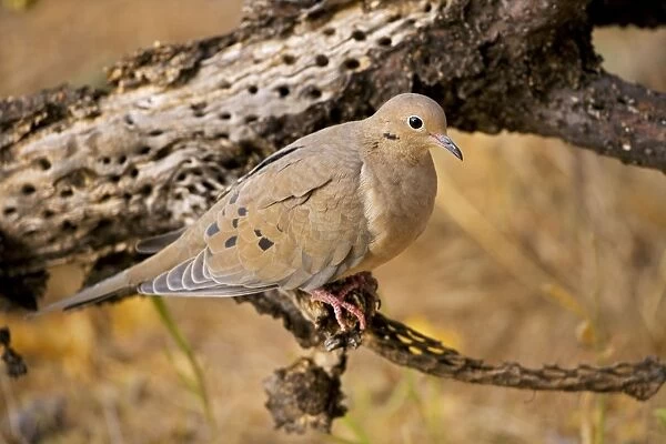 Mourning Dove - perched - the common wild dove - Eats seed-waste grain - fruits-insects - Plump fast-flying birds with small heads and low-cooing voices - Nods their heads as they walk