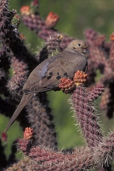 Mourning Dove - On prickly pear cactus - The common wild dove in North America - Eats seed, waste grain, fruits & insects