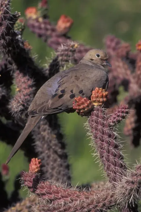Framed Print : Mourning Dove - On prickly pear cactus - The common wild dove in North America - Eats seed, waste grain, fruits & insects Framed Print : Mourning Dove - On prickly pear cactus - The common wild dove in North America - Eats seed, waste grain, fruits & insects