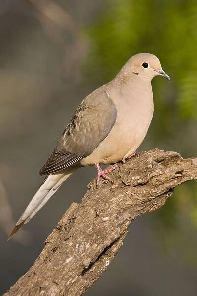 Mourning Dove South Texas