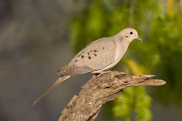 Mourning Dove South Texas