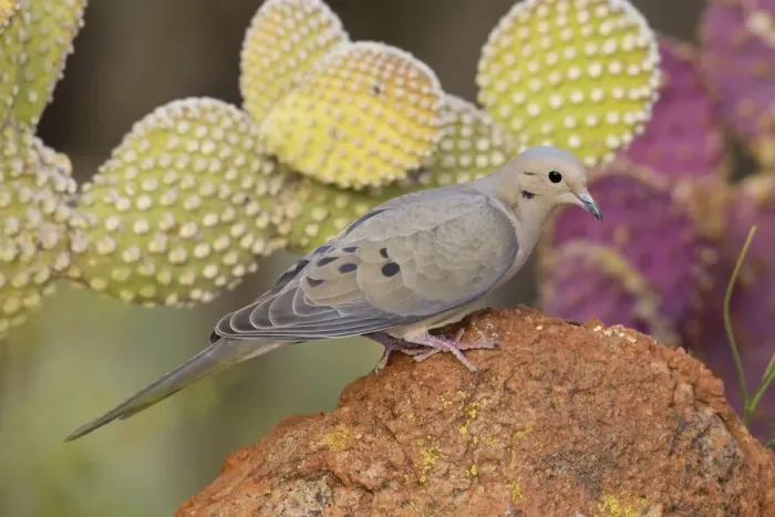 Framed Print : Mourning Dove - Southeast Arizona in March - USA