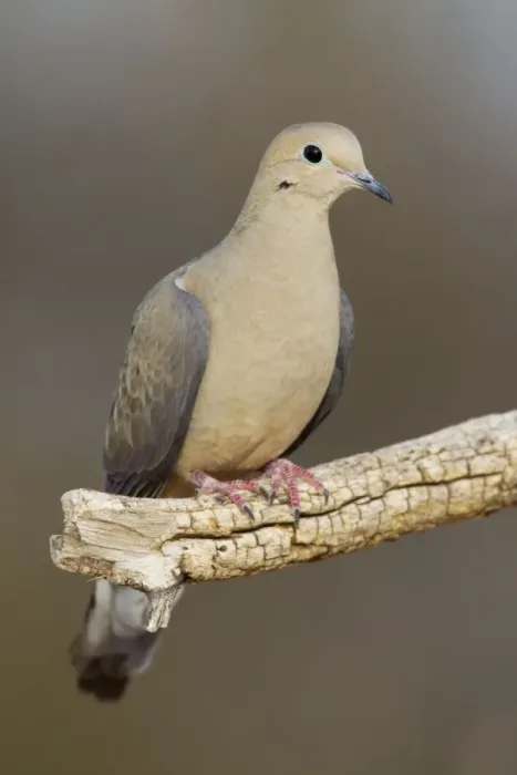 Framed Print : Mourning Dove - Southeast Arizona in March - USA Framed Print : Mourning Dove - Southeast Arizona in March - USA