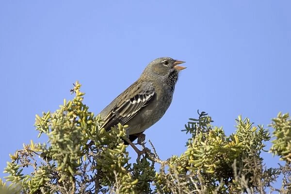 Mourning Sierra Finch - Male, winter plumage Range: Peru to Argentina. Photographed in Patagonia, Argentina