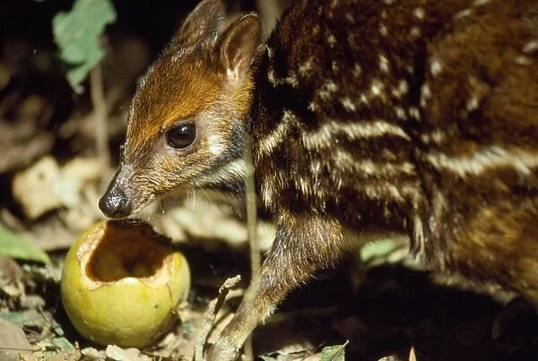 Mouse Deer  /  Water Chevrotain - eating fruit dropped by monkeys - Gola forest West Africa