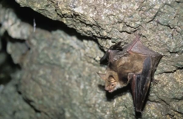 Mouse-eared Bat in a cave, september - Swiss Jura, Switzerland