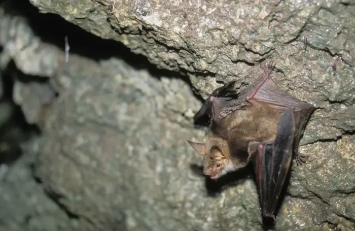 Framed Print : Mouse-eared Bat in a cave, september - Swiss Jura, Switzerland Framed Print : Mouse-eared Bat in a cave, september - Swiss Jura, Switzerland