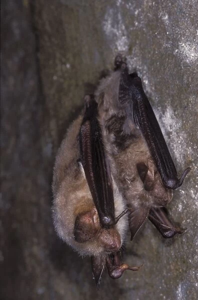 Mouse-eared Bat - with Daubenton's Bat (Myotis Daubentonii) - hibernation at cave - The Ardennes - Belgium