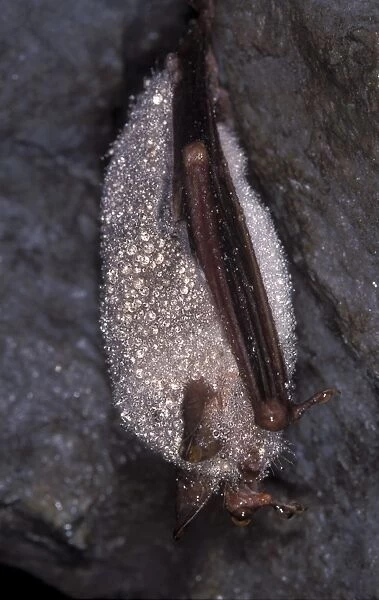Mouse-eared Bat - with dew - hibernation at cave - the Ardennes - Belgium