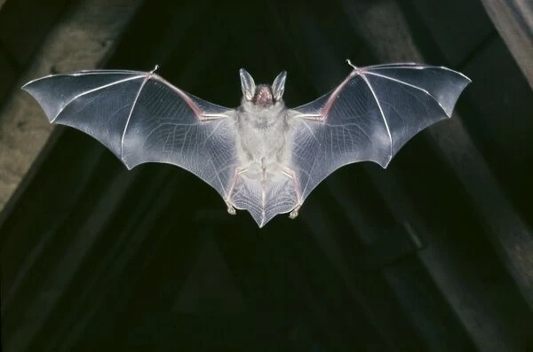 Mouse-eared Bat - in flight