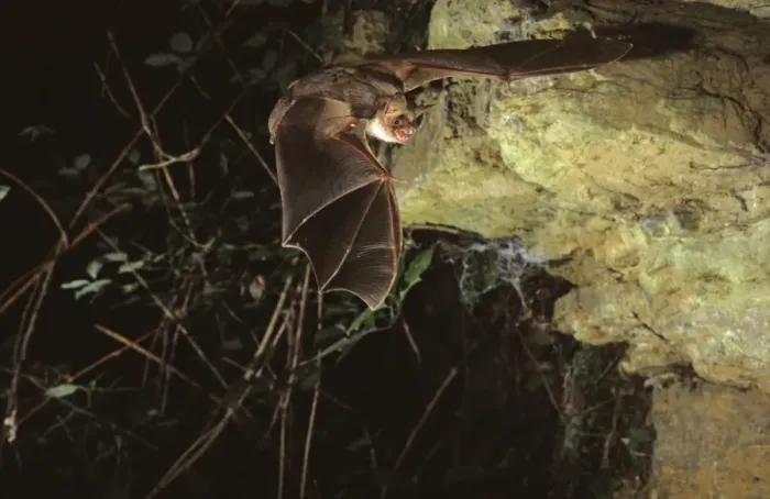 Framed Print : Mouse eared bat flying into a cave ( old iron mine) post breading season ( end of august) French jura Framed Print : Mouse eared bat flying into a cave ( old iron mine) post breading season ( end of august) French jura