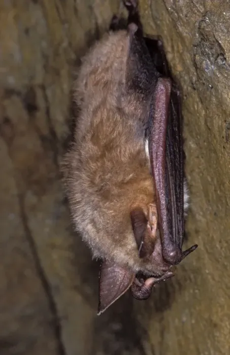 Framed Print : Mouse-eared Bat - hibernation at cave - the Ardennes - Belgium Framed Print : Mouse-eared Bat - hibernation at cave - the Ardennes - Belgium